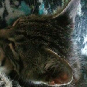 Meet your Posher, Cherry